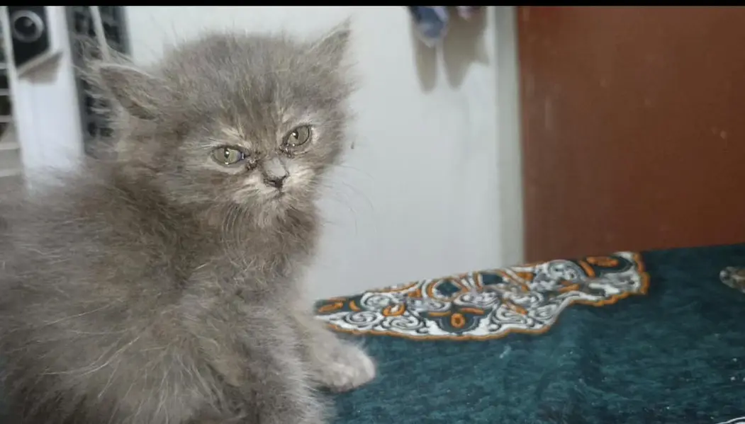 Smoke Gray kitten Baby With Differents Cat Color For Sale 0305.4364606 — photo 4