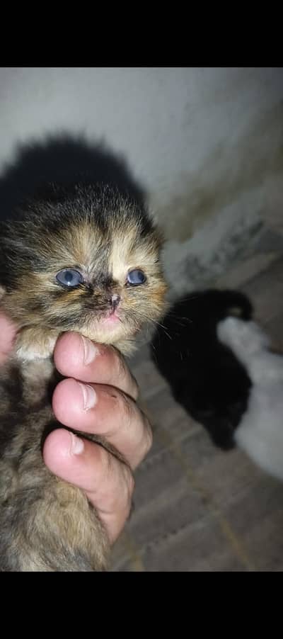 Persian punch Cat baby's For Sale WhatsApp Contact 0305.4364606