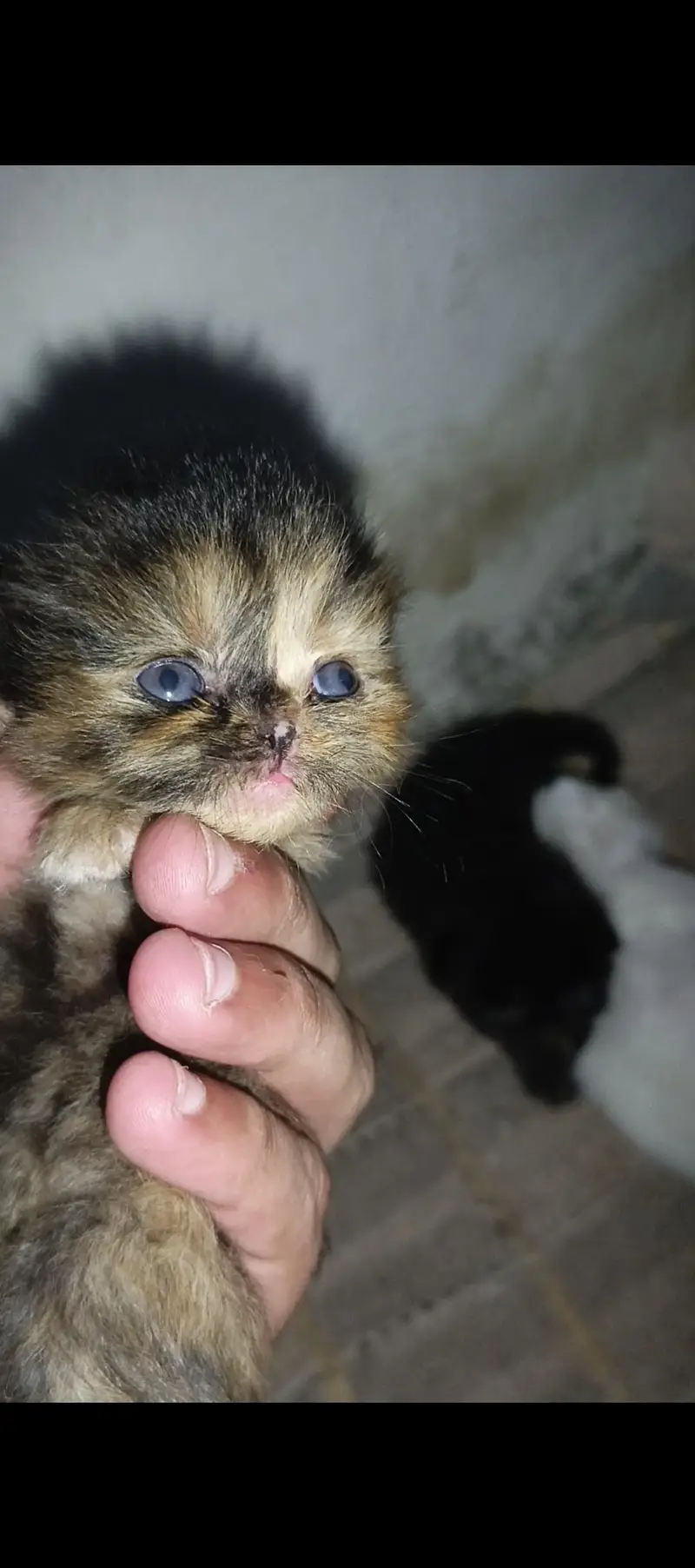 Smoke Gray kitten Baby With Differents Cat Color For Sale 0305.4364606 — photo 5