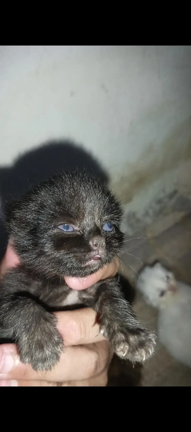 Smoke Gray kitten Baby With Differents Cat Color For Sale 0305.4364606 — photo 6