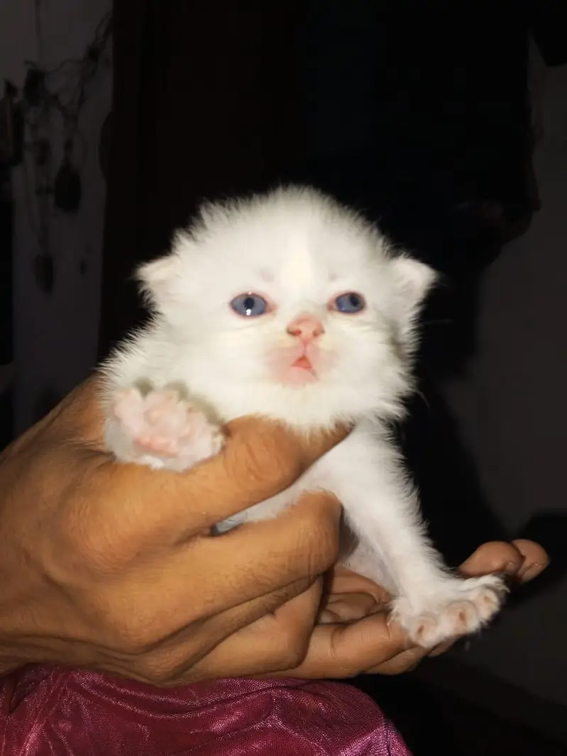 Smoke Gray kitten Baby With Differents Cat Color For Sale 0305.4364606 — photo 7