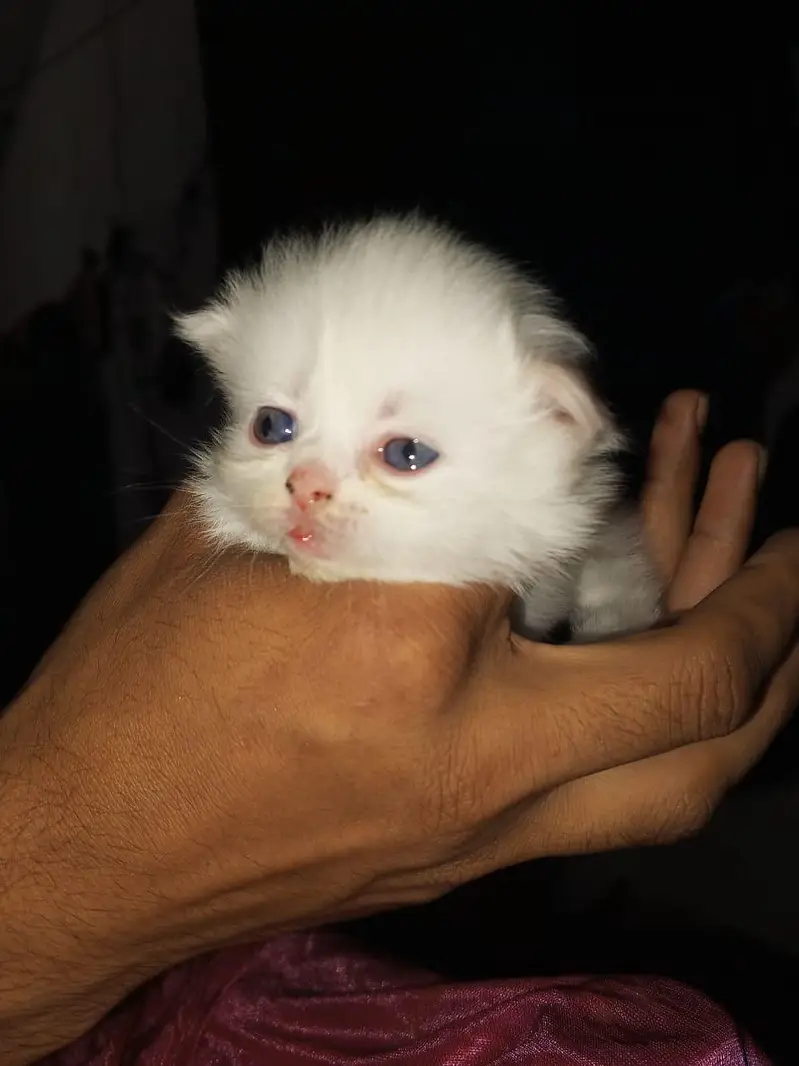 Smoke Gray kitten Baby With Differents Cat Color For Sale 0305.4364606 — photo 8