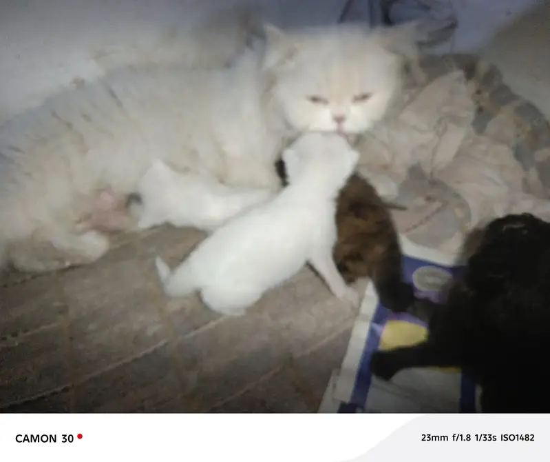 Smoke Gray kitten Baby With Differents Cat Color For Sale 0305.4364606 — photo 9