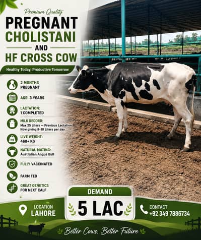 Cows for Sale| Pregnant cows and goats| Cross Breed