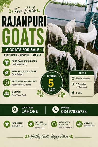 Cows for Sale| Pregnant cows and goats| Cross Breed