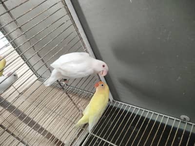 Breeders Lovebirds for sale