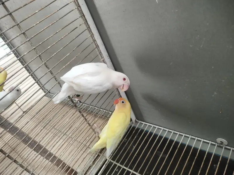 Breeders Lovebirds for sale