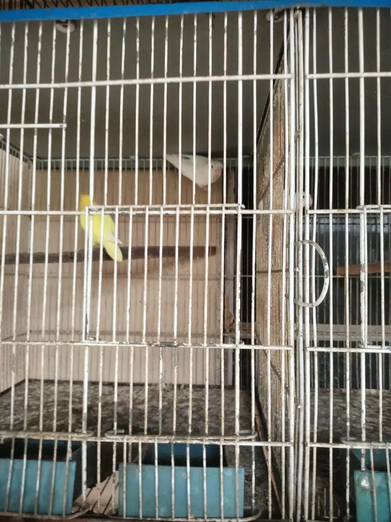 Breeders Lovebirds for sale — photo 2