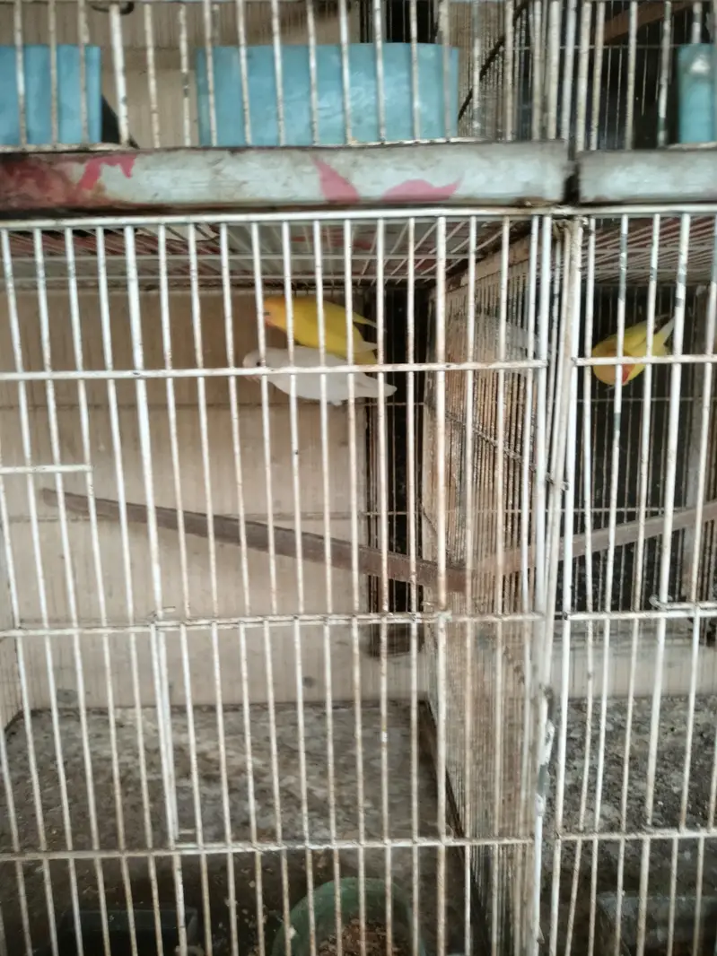 Breeders Lovebirds for sale — photo 3