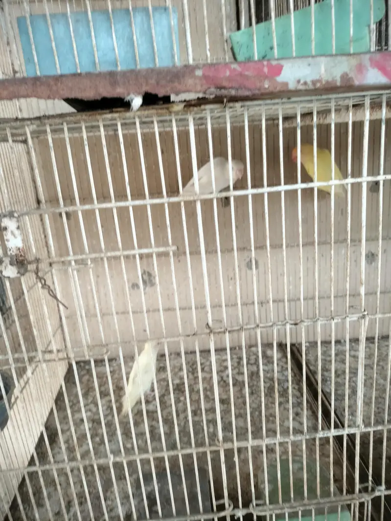 Breeders Lovebirds for sale — photo 4