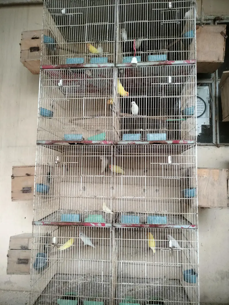 Breeders Lovebirds for sale — photo 5