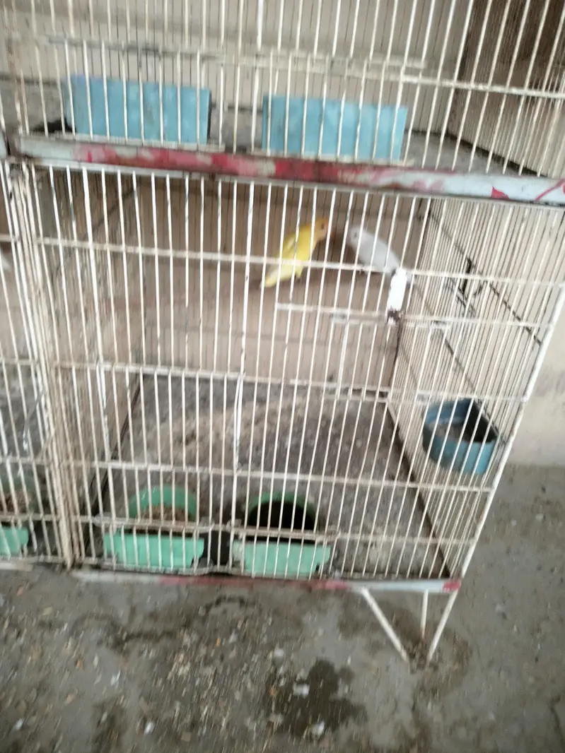 Breeders Lovebirds for sale — photo 6