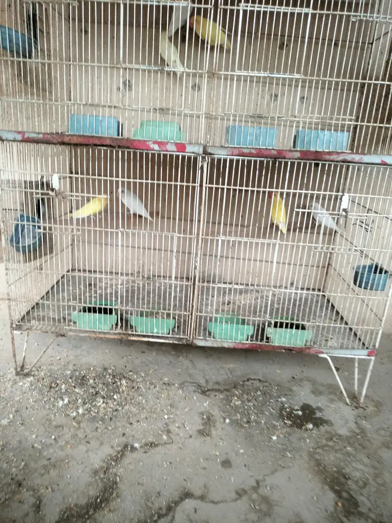 Breeders Lovebirds for sale — photo 7