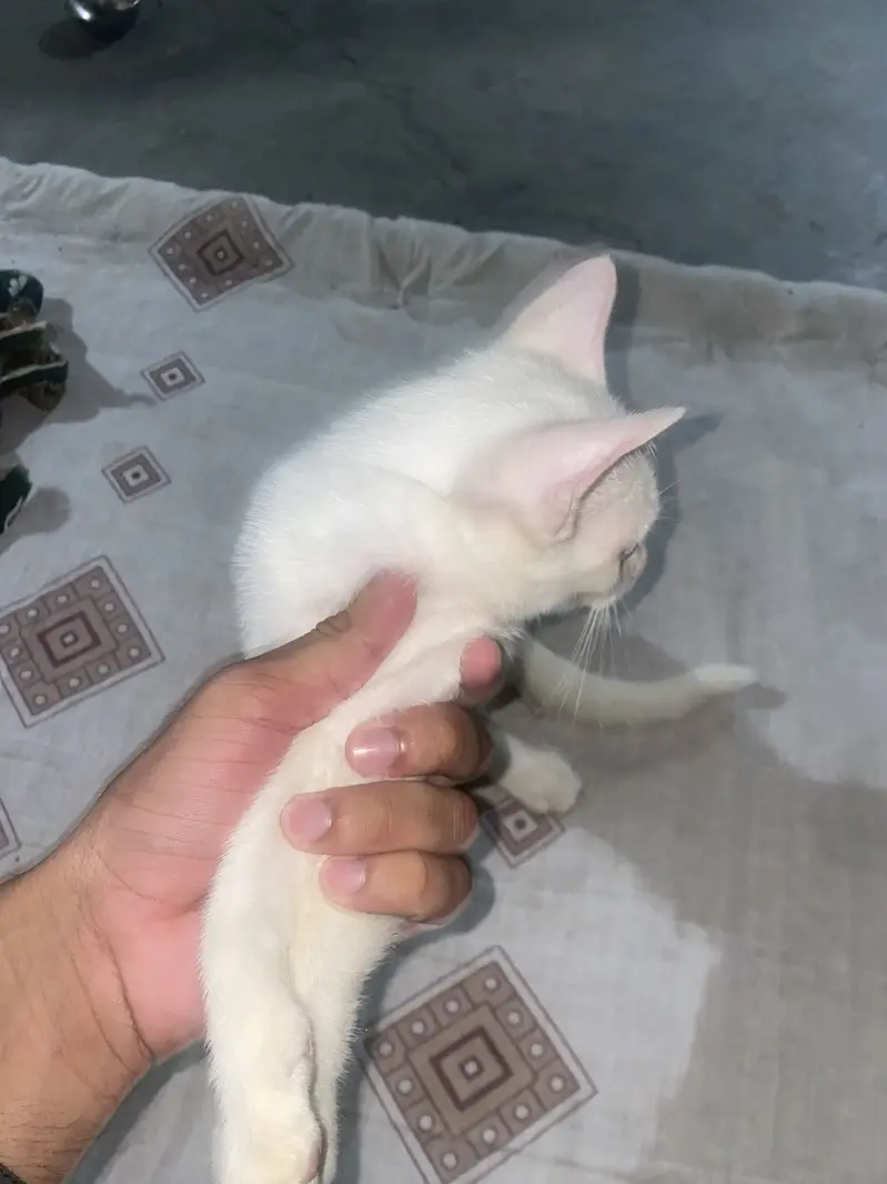 Persian cat single coat