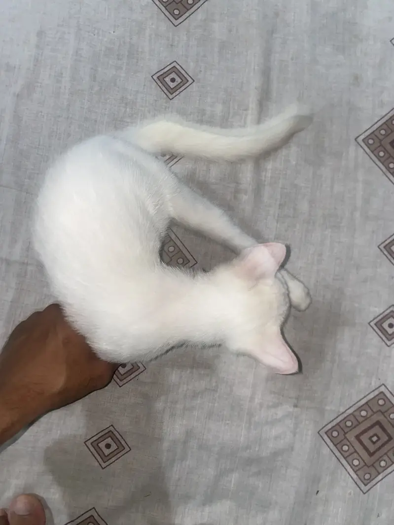 Persian cat single coat — photo 2