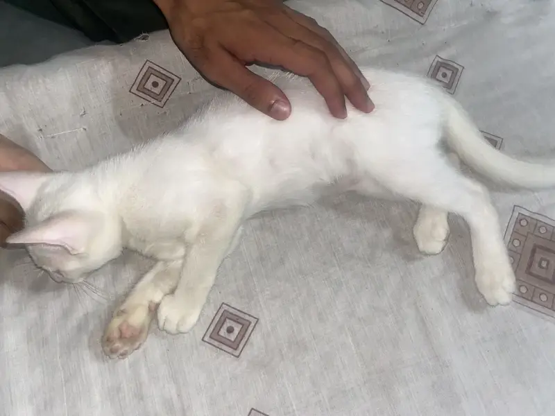 Persian cat single coat — photo 3