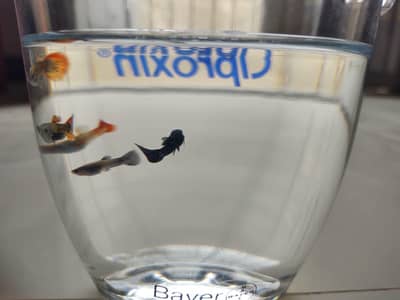 black moscow and dumbo ear guppies