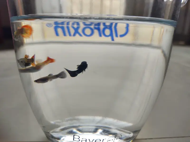 black moscow and dumbo ear guppies