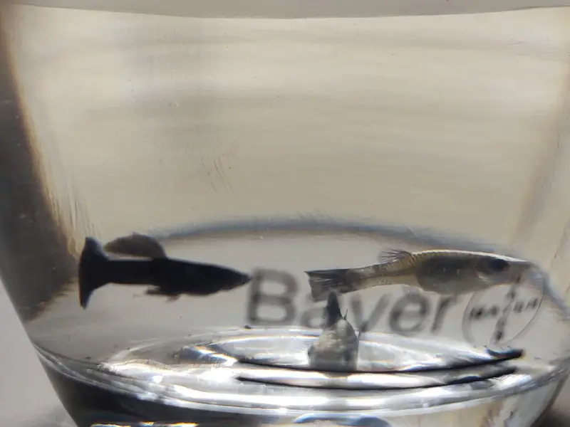 black moscow and dumbo ear guppies — photo 2