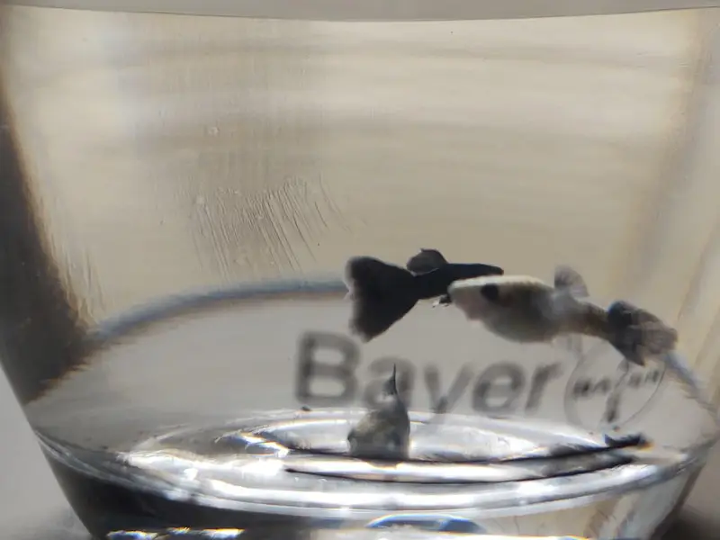 black moscow and dumbo ear guppies — photo 3