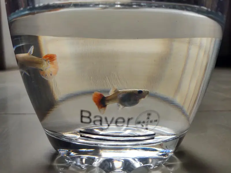 black moscow and dumbo ear guppies — photo 4