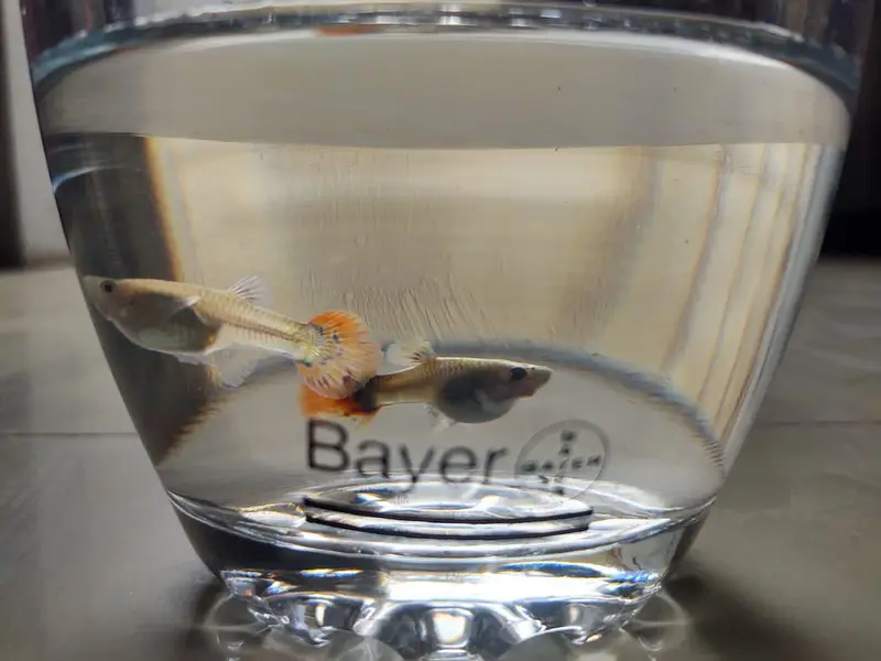 black moscow and dumbo ear guppies — photo 5