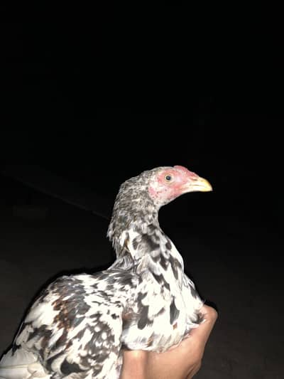 Jora aseel next level zalam breed shok waly parindy
