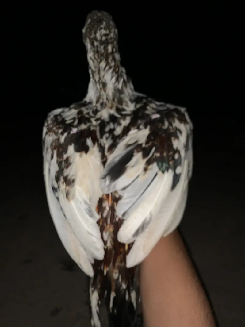 Jora aseel next level zalam breed shok waly parindy — photo 2