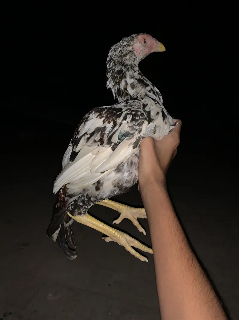 Jora aseel next level zalam breed shok waly parindy — photo 3