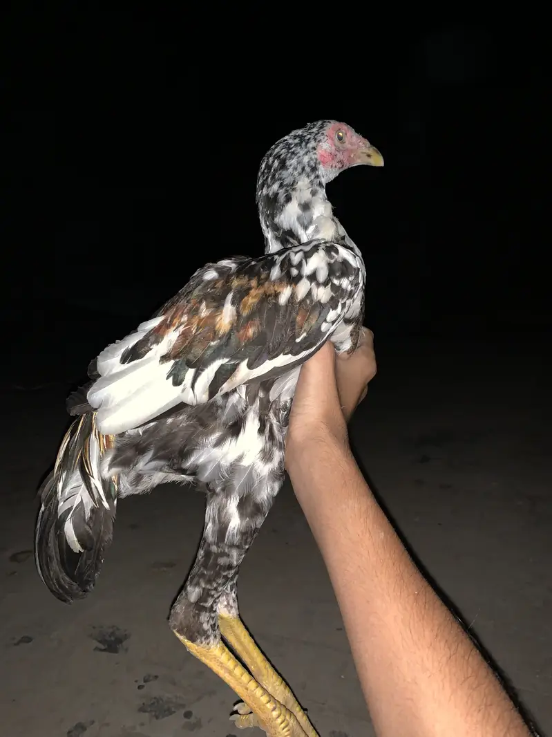 Jora aseel next level zalam breed shok waly parindy — photo 4