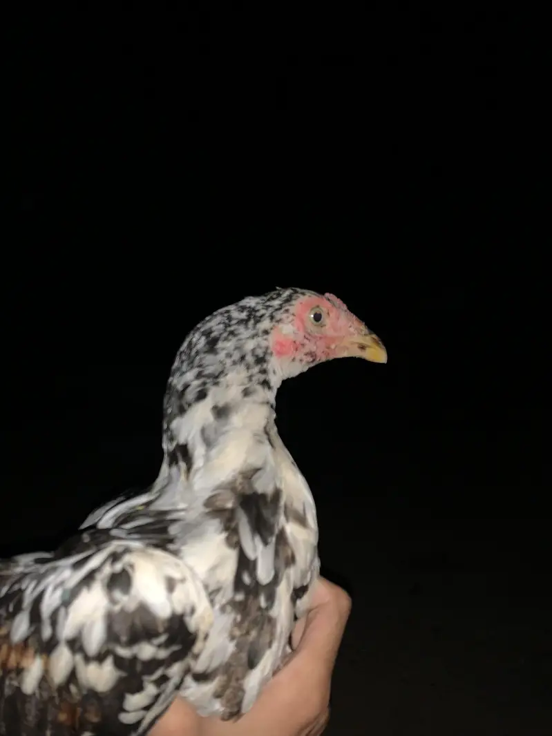 Jora aseel next level zalam breed shok waly parindy — photo 5