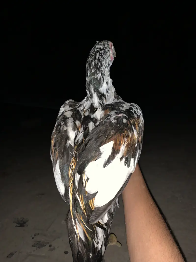 Jora aseel next level zalam breed shok waly parindy — photo 6