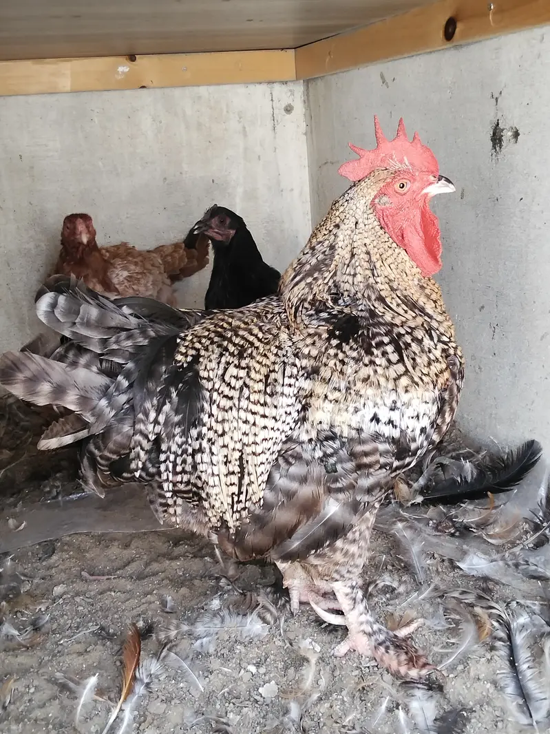 Plymouth rock hens for sale