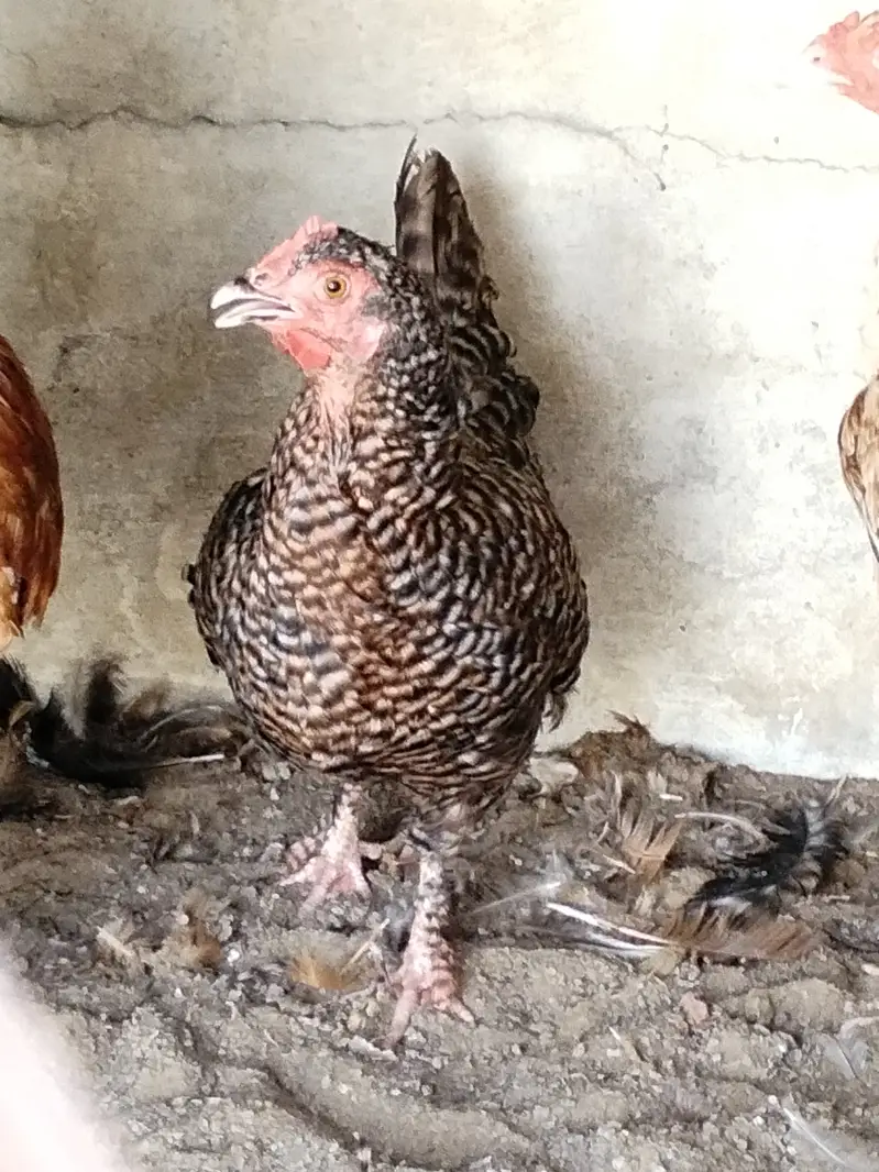 Plymouth rock hens for sale — photo 2