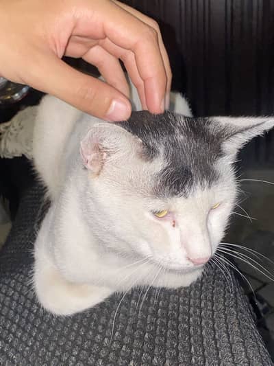 Cat for sale