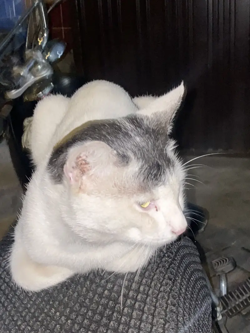 Cat for sale — photo 2
