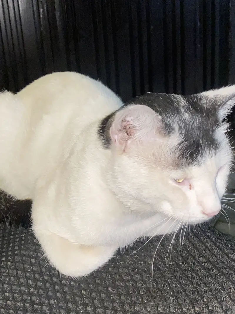 Cat for sale — photo 3