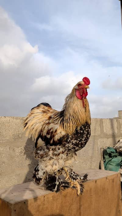 Dark Salmon Brahma x Light Columbian Brahma