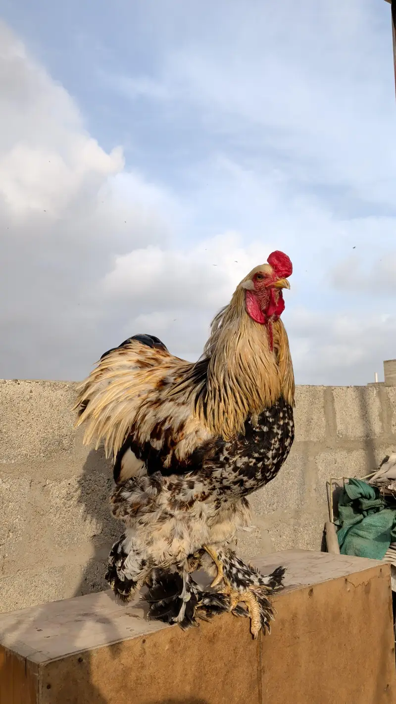 Dark Salmon Brahma x Light Columbian Brahma