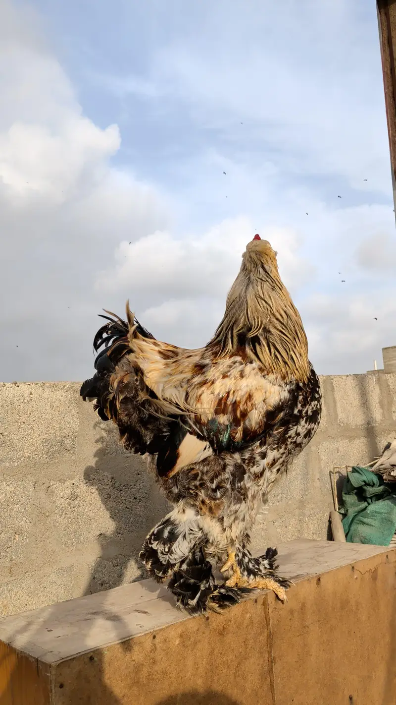 Dark Salmon Brahma x Light Columbian Brahma — photo 4