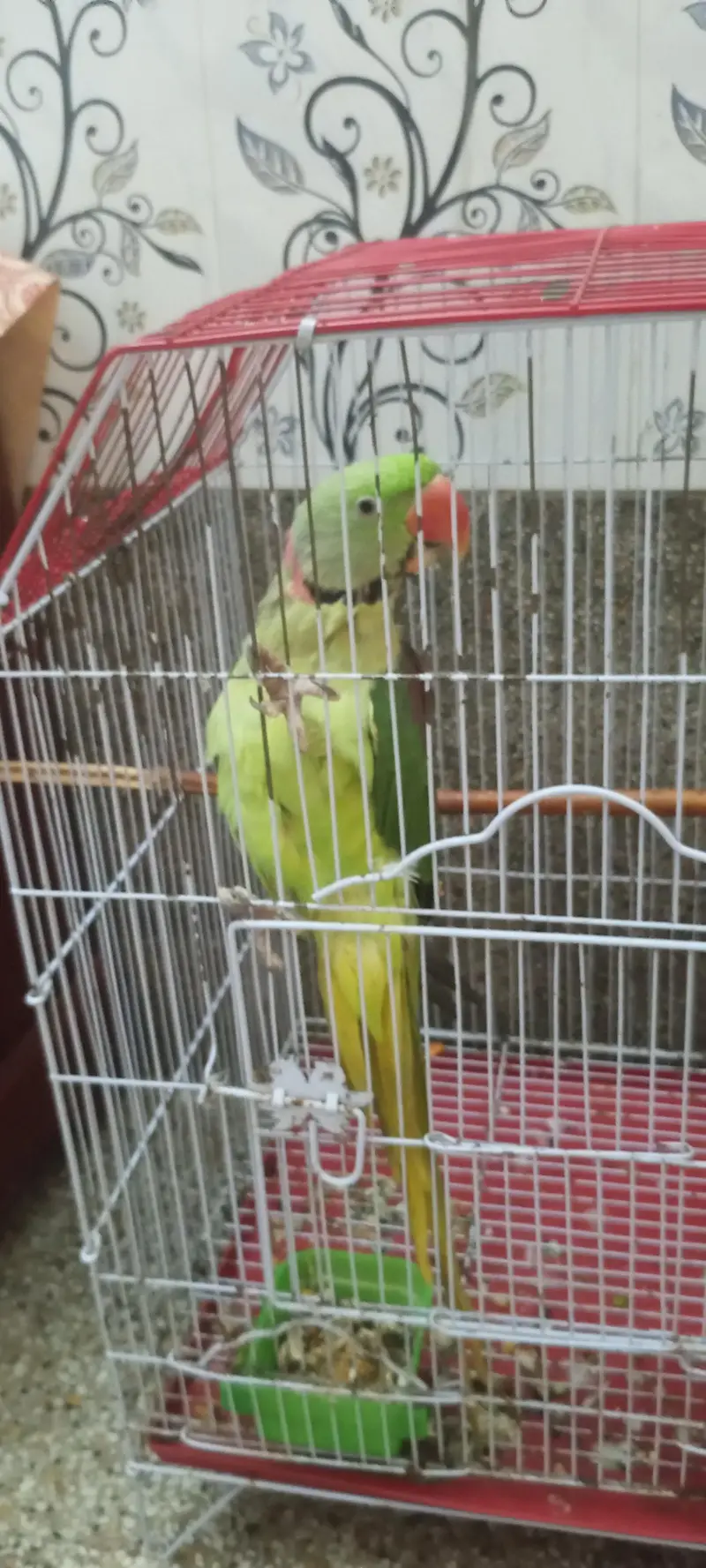 best parrot talking