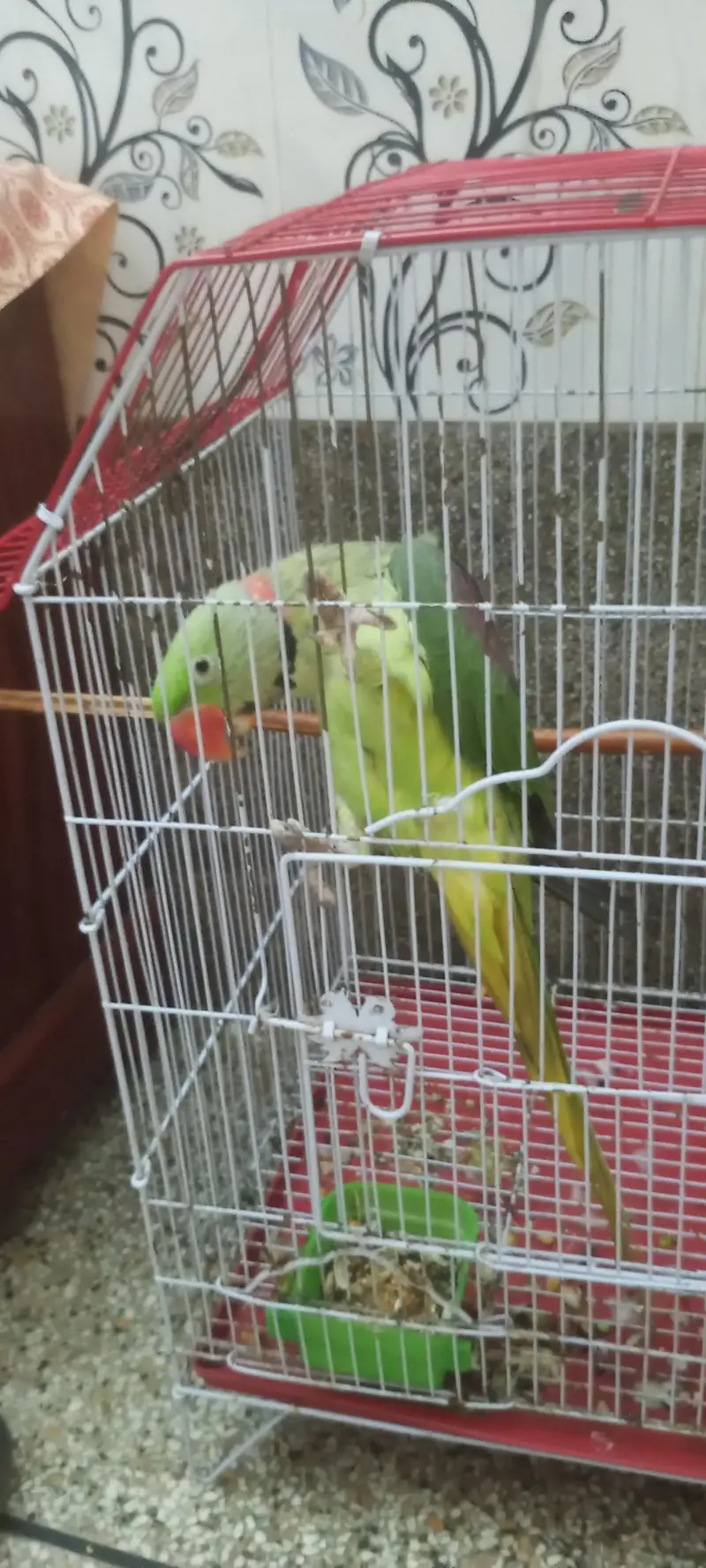 best parrot talking — photo 2