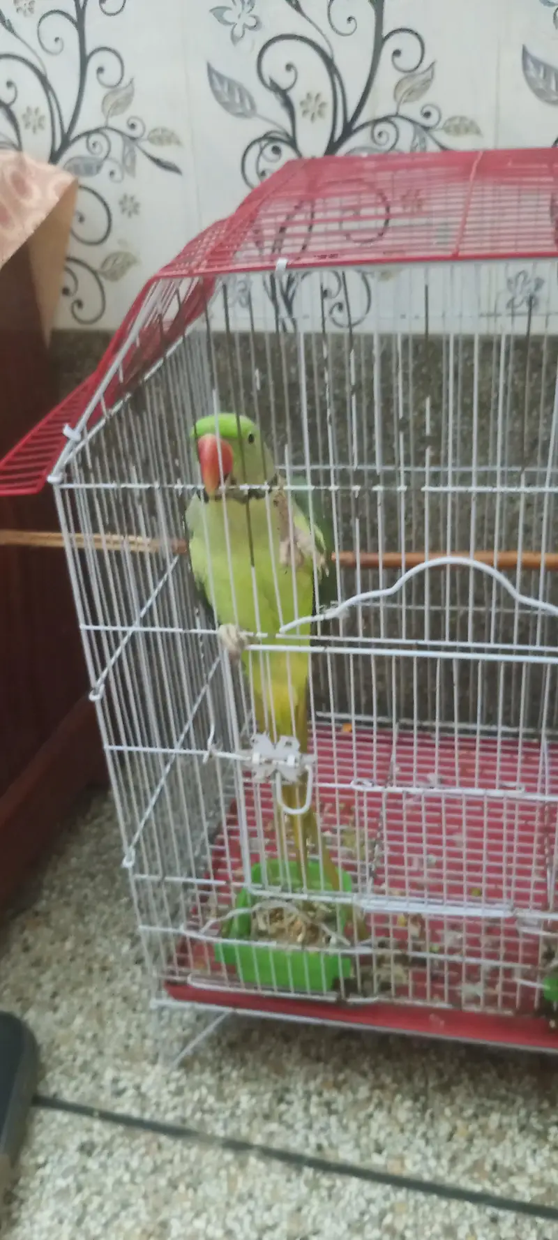 best parrot talking — photo 3