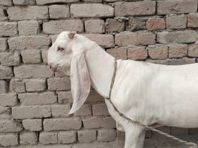 desi Bakra for sale
