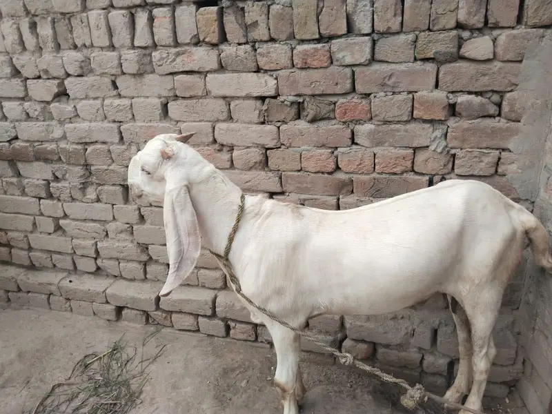 desi Bakra for sale — photo 4