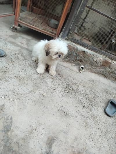 3 shihtzu for sale