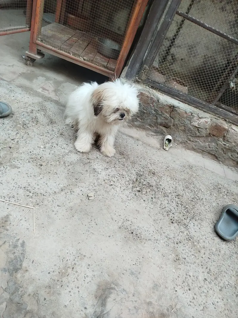 3 shihtzu for sale