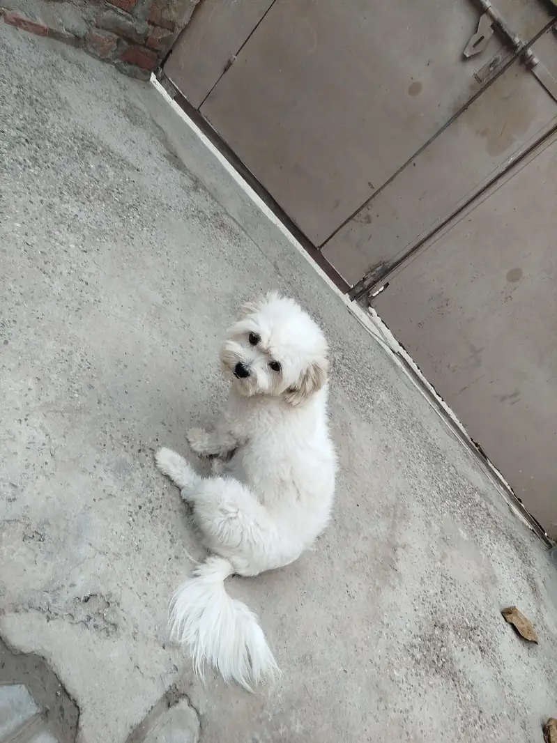 3 shihtzu for sale — photo 2