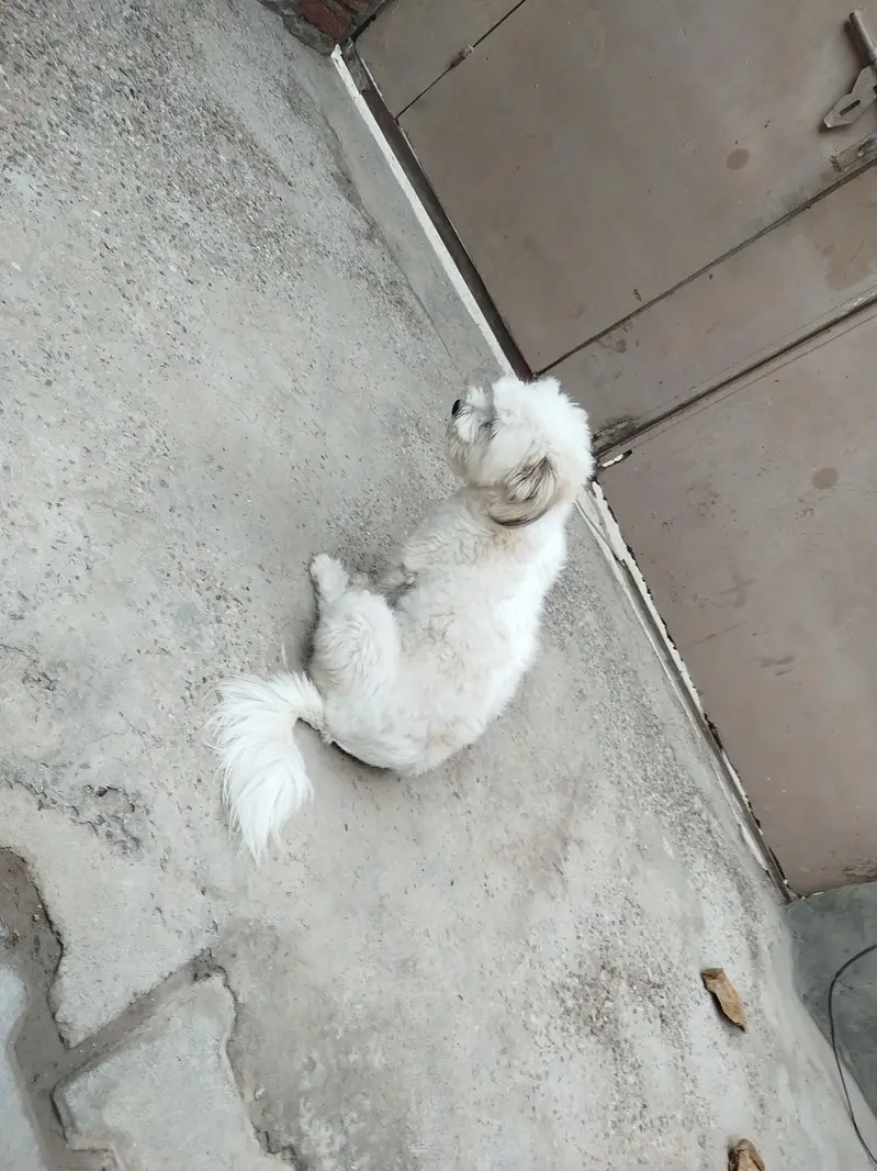 3 shihtzu for sale — photo 3