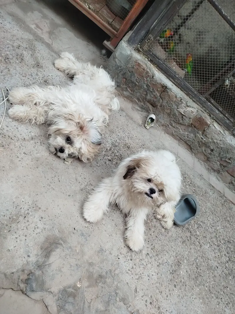 3 shihtzu for sale — photo 4